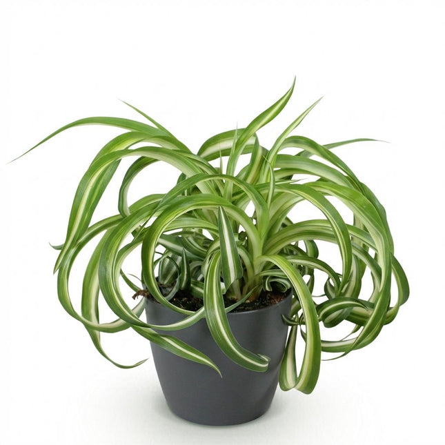 Chlorophytum comosum Bonnie - Giglio d'erba riccio - con vaso grigio - ↕20cm - Ø12cm