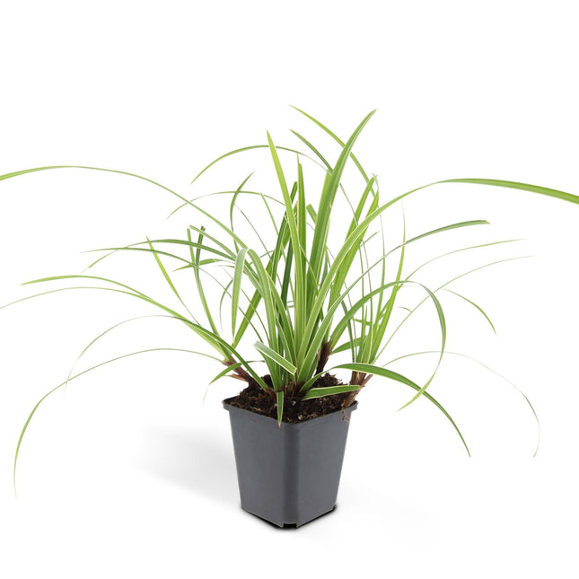Carex morrowii 'Ice Dance' - Carice - ↕10-25cm - Ø9cm - 12x