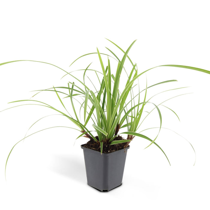 Carex morrowii 'Ice Dance' - Zegge - ↕10-25cm - Ø9cm - 12x