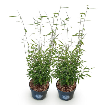 Fargesia nitida Black Dragon - Non-Invasive Bamboo - ↕80cm - Ø23cm - 2x