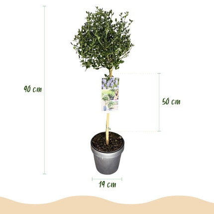 Ceanothus impressus Victoria - Amerikansk lilla - Lilla blomst - ↕90cm - Ø19cm