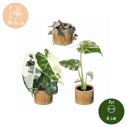Baby Planten Variegata Mix - Diversen 3x - Tropisch - incl. Linnea Honey - Ø6cm - ↕10-15cm