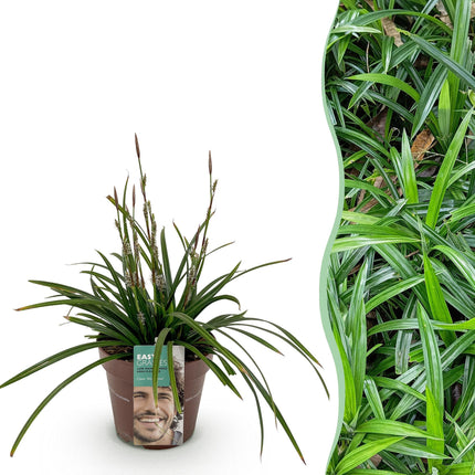 Carex morrowii Irish Green - Junco - Verde y amarillo - ↕50cm - Ø17cm