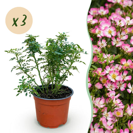 Rosa Cutie Pie - Rose - Hårdfør - Lyserød - 3 planter - 12 cm potte - Højde 20-25 cm