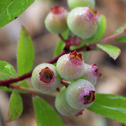 Vaccinium cor. Pink Lemonade - Arándano rosa - Resistente - Bayas rosas - 2 plantas - Maceta de 15 cm - Altura 50 cm
