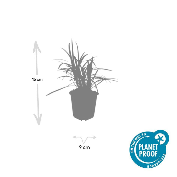 Liriope muscari 'Monroe White' - Leliegras - ↕10-25cm - Ø9cm - 20x