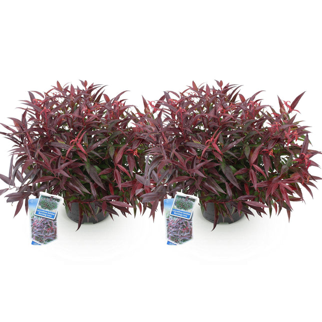 Leucothoe Burning Love - Rouge - 2 plants - Persistant - Facile d'entretien - Pot de 17 cm - Hauteur 45 cm