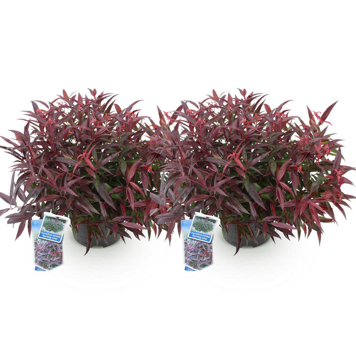 Leucothoe Burning Love - Rood - 2 Planten - Groenblijvend - Weinig Onderhoud - Pot 17cm Hoogte 45cm