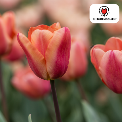 Bulbes de tulipes Apricot Foxx – Lot de 20 | KH Bloembollen® | Tulipe rose saumon – Élégante et à grandes fleurs – Pour jardin ou pot – Calibre 11/12 – Directement du producteur