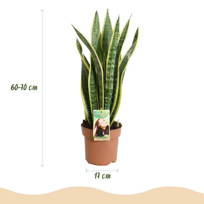 Sansevieria Laurentii - Vrouwentong - ↕60-70cm - Ø17cm - 2x