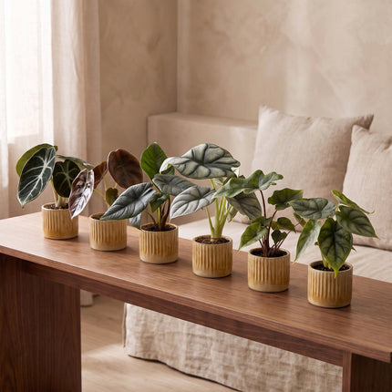 Baby Alocasia Familie 6x - Rood - Groen - Zwart - Zilver - Grijs - Tropisch - incl. Linnea Honey - Ø6cm - ↕12cm