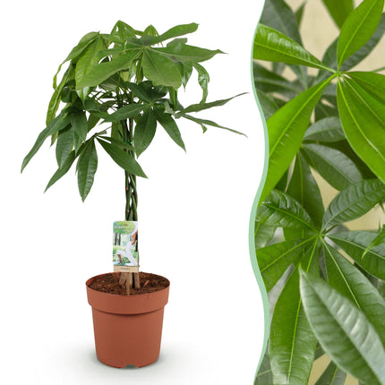 Pachira Aquatica braided trunk - Money tree - ↕80-90cm - Ø21cm