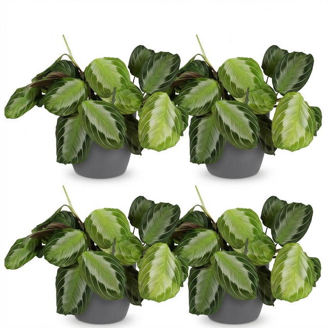 Maranta Fascinator Silverband - Planta de oración - con macetas grises - ↕25cm - Ø12cm - 4x