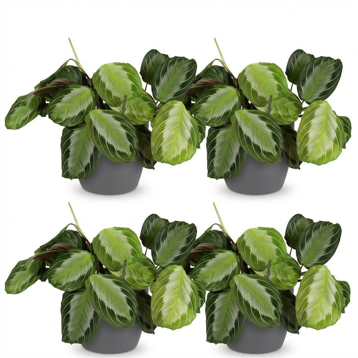 Maranta Fascinator Silverband - Gebedsplant - met grijze plantenpotten - ↕25cm - Ø12cm - 4x