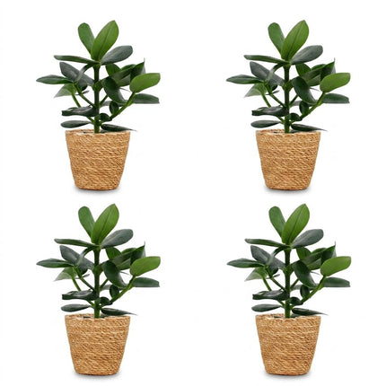 Clusia Princess - 4x - met Mand - Pot 12cm - Hoogte - 40cm