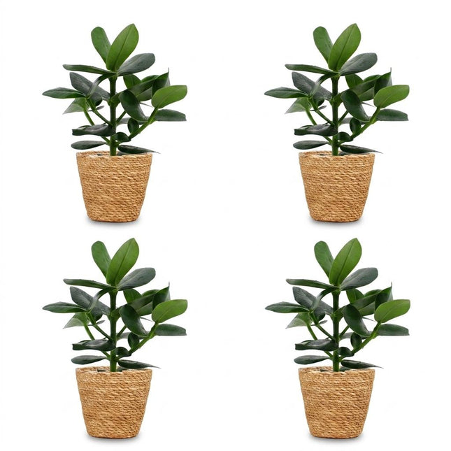 Clusia Princess - 4x - with Basket - Pot 12cm - Height - 40cm
