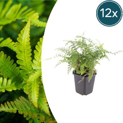 Helecho de aguja suave - Polystichum setiferum 'Herrenhausen' - ↕10-25cm - Ø9cm - 12x