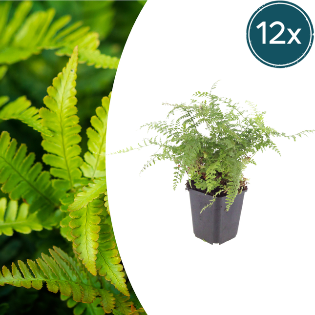 Felce ad ago morbido - Polystichum setiferum 'Herrenhausen' - ↕10-25cm - Ø9cm - 12x