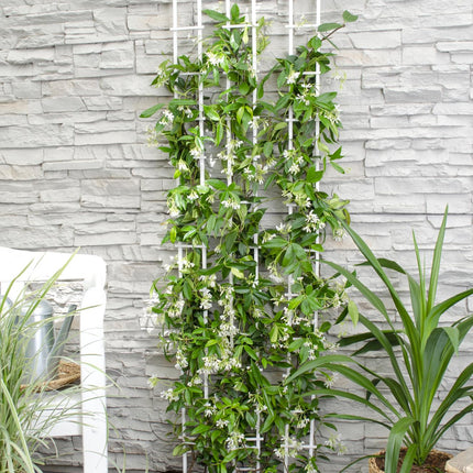 Trachelospermum 'Star of Venice' - Toscaanse Jasmijn Wit - ↕65cm - Ø15cm