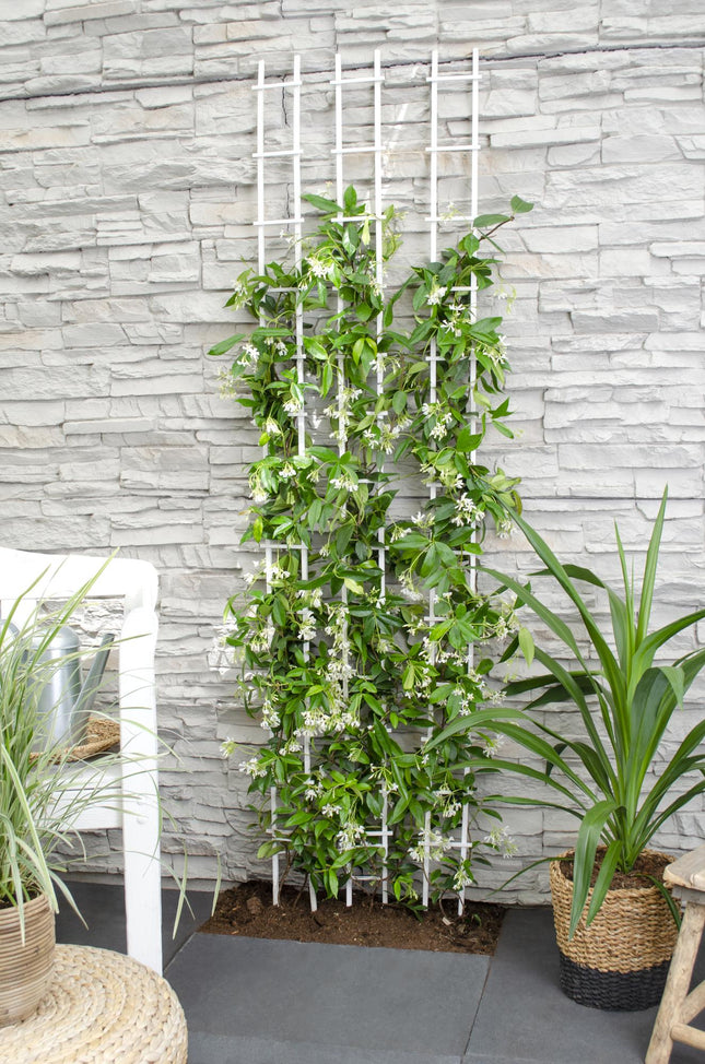 Trachelospermum 'Star of Venice' - White Tuscan Jasmine - ↕65cm - Ø15cm