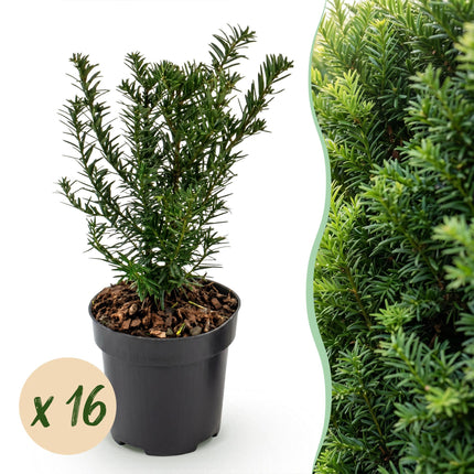 Taxus baccata - Venijnboom - 16x Haagplanten - Groenblijvend - Groen - Pot 9cm - Hoogte 20-30cm
