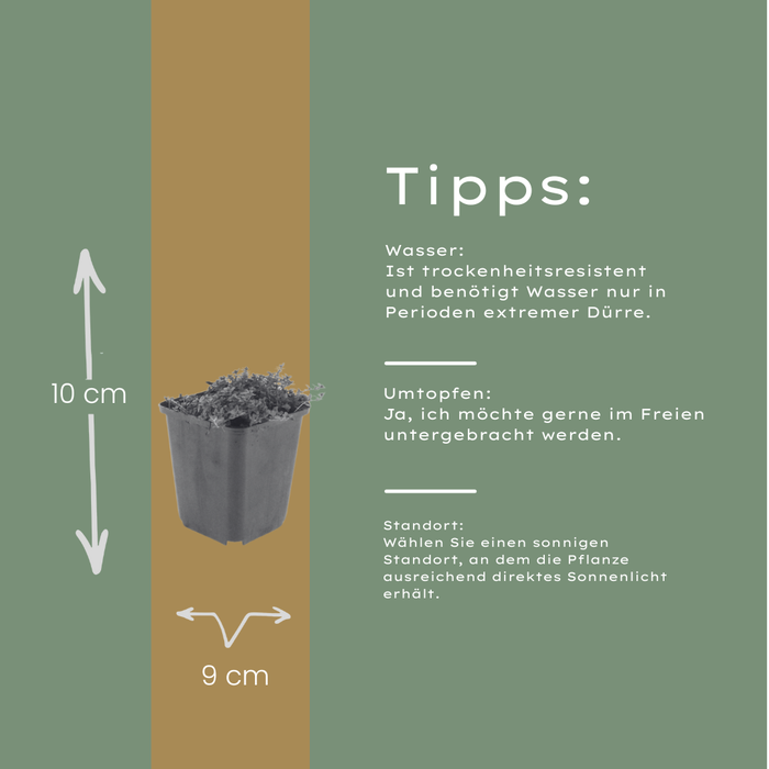 Thymus praecox 'Coccineus' - Kruiptijm - ↕10-25cm - Ø9cm - 48x