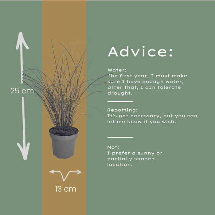 Miscanthus sinensis ‘Gracillimus’ – Chinees Prachtriet - Ø12cm - 6x