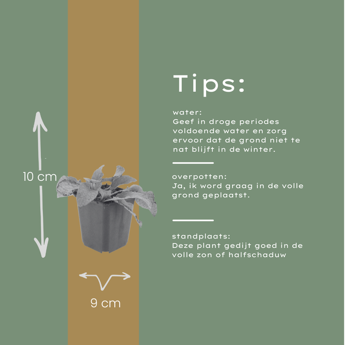 Symphytum grandiflorum 'Wisley Blue' - Smeerwortel - ↕10-25cm - Ø9cm - 6x