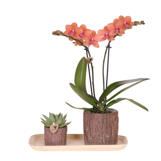 Kolibri Orchids | Gift Set Tree - Oranje Phalaenopsis Orchidee Mineral Bolzano & Succulent