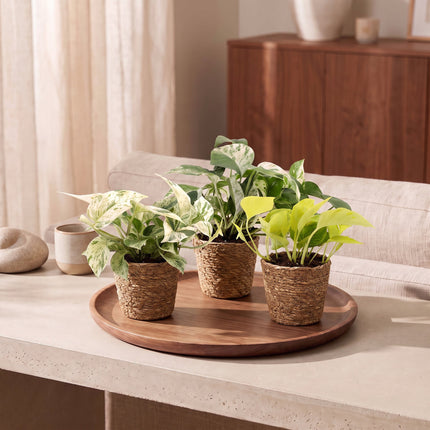 Epipremnum Tricolour 3x - Geel - Groen - Creme - Tropisch - incl. mand - Ø6cm - ↕20-25cm