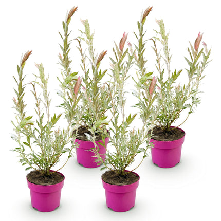 Salix Flamingo - Flamingo Wilg struik - Ø17cm - ↕40-50cm - 4x