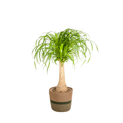 Beaucarnea Recurvata Stem with basket - Elephant's Foot Plant - ↕60-80cm - Ø21cm