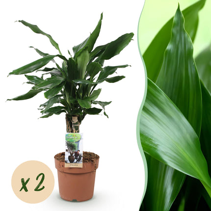 Dracaena fragrans Steudneri - Arbre Sang-Dragon - ↕50-55cm - Ø17cm - 2x