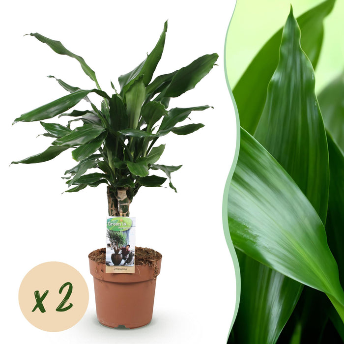 Dracaena fragrans Steudneri - Drakenbloedboom - ↕50-55cm - Ø17cm  - 2x