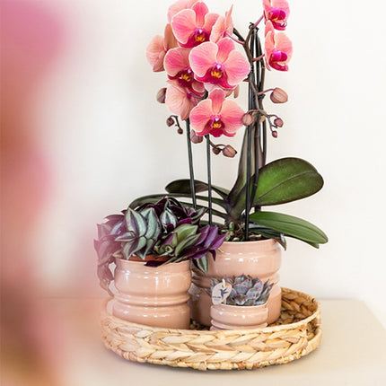 Kolibri Home | Noma sierpot - Oudroze - Ø6cm
