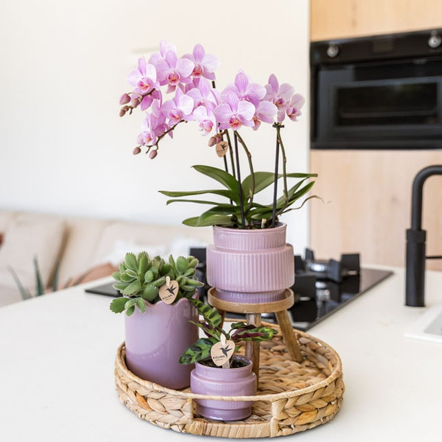 Kolibri Orchids | Combi Deal - 2 Roze Phalaenopsis Orchideeën Mineral Chamberry - Ø9 cm