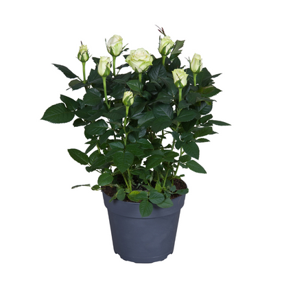 Rosa y blanco - ↕45cm - Ø17cm