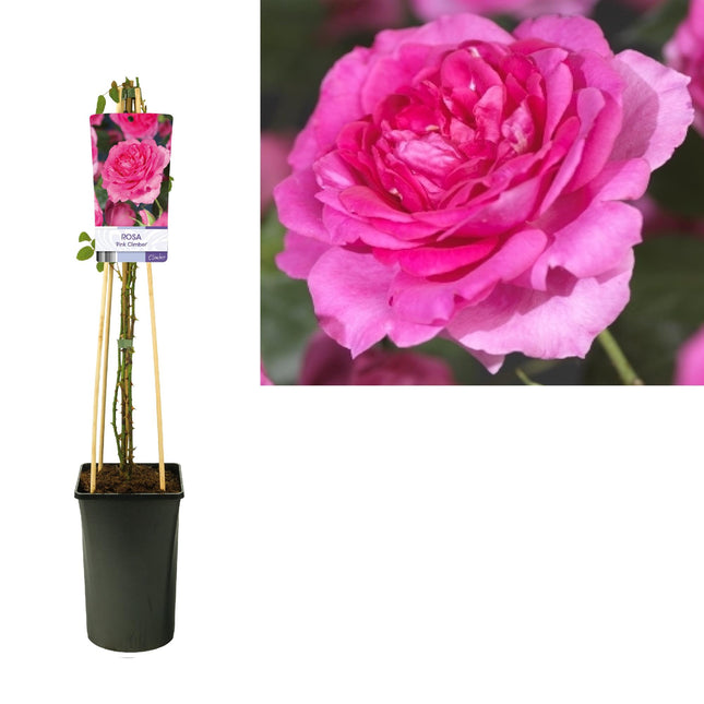 Rosa 'Pink Climber' + Light Label - ↕75cm - Ø17cm