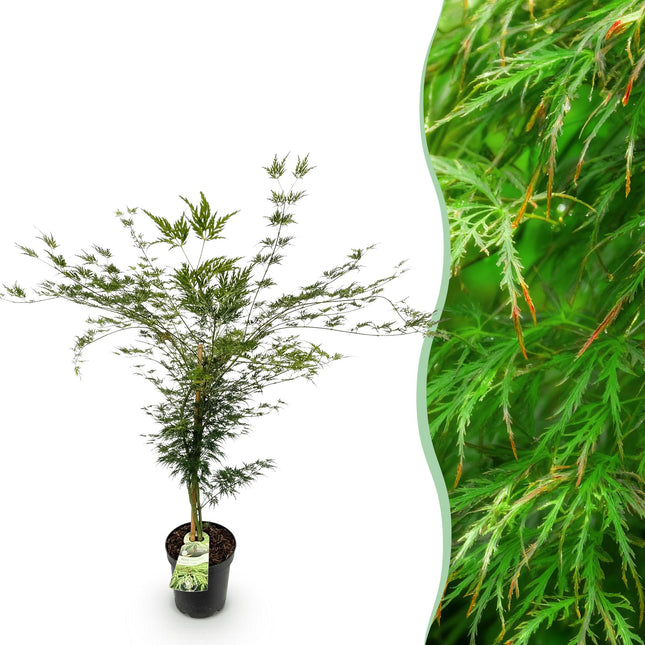 Acer palmatum Emerald Lace - Japanse Esdoorn - Groen - ↕90cm - Ø26cm