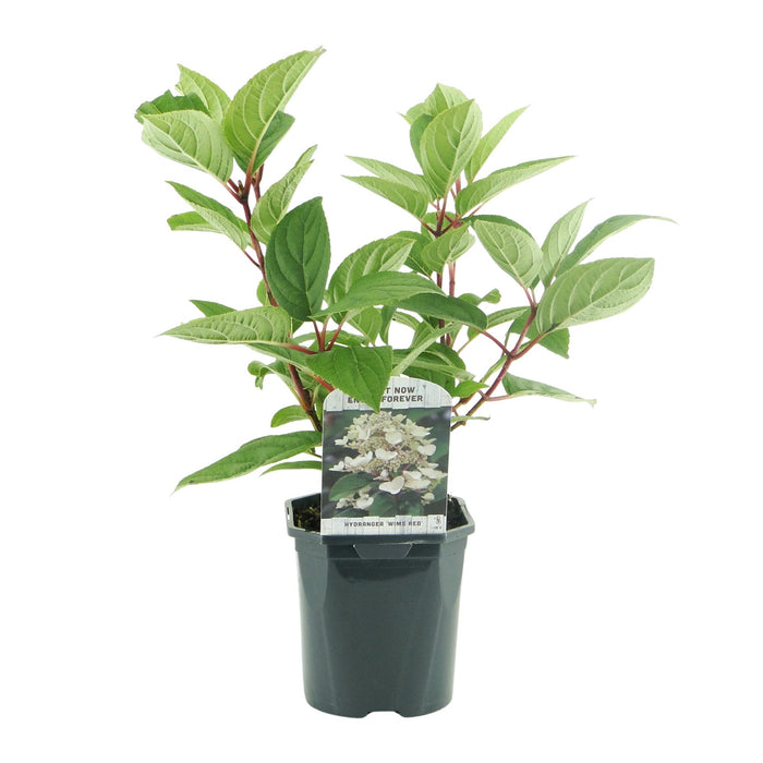 Pluim Hortensia - Hydrangea panniculata Wims Red - Bloem Wit Rood  - 3 Planten - 1 m2 - Bladverliezend - Grote Bloemen - Pot 17cm Hoogte 50cm