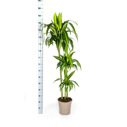 Dracaena Deremensis Hawaiian Sunshine mit Korb – ↕130-150cm – Ø24cm