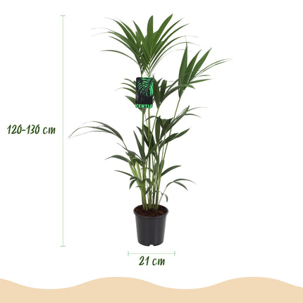 Howea Forsteriana - Kentia Palm - ↕120-130cm - Ø21cm