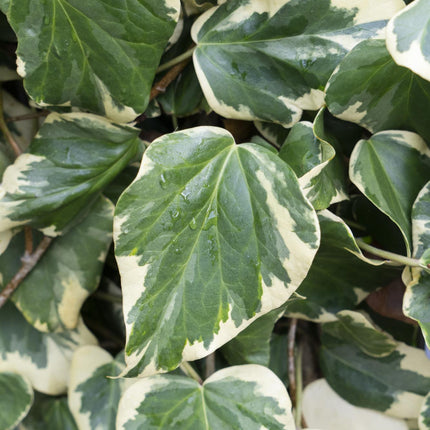 Hedera Colchica 'Dentata Variegata' - Klimop - ↕65cm - Ø15cm