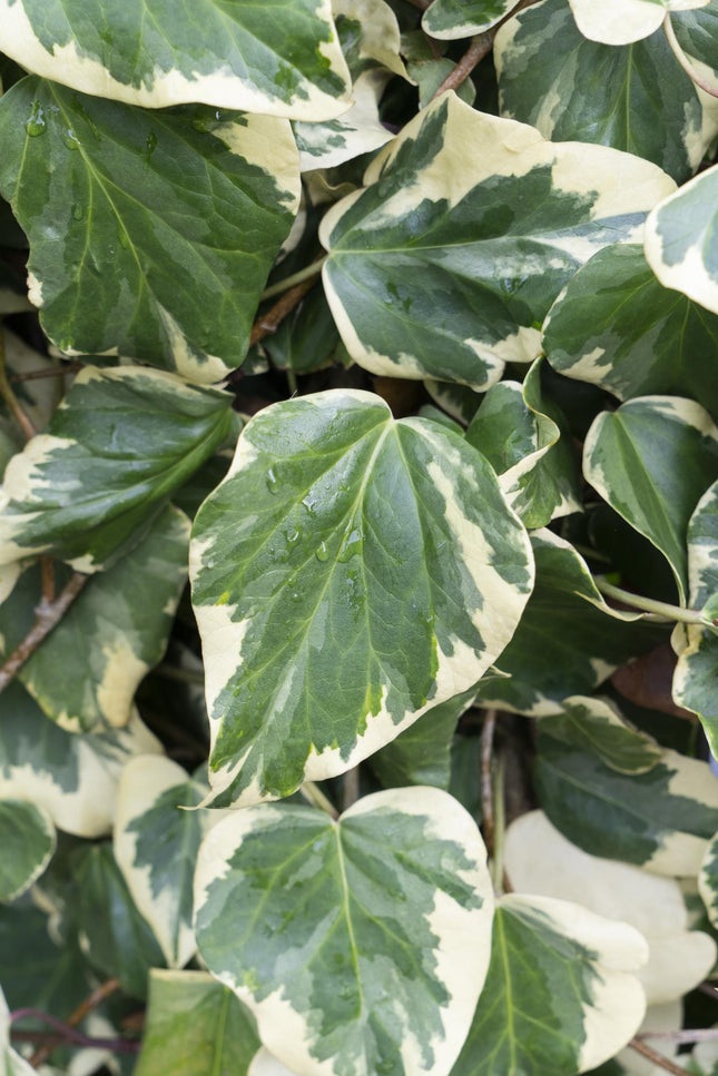 Hedera Colchica 'Dentata Variegata' - Klimop - ↕65cm - Ø15cm
