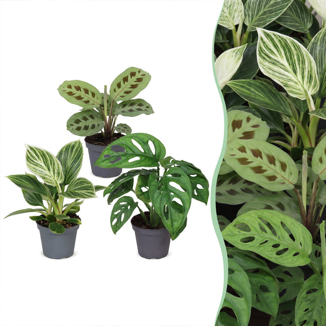 Baby Plants Surprise Box 3x - Verrassingsbox kleine planten - Diversen - Tropisch - Ø6cm - ↕5-15cm