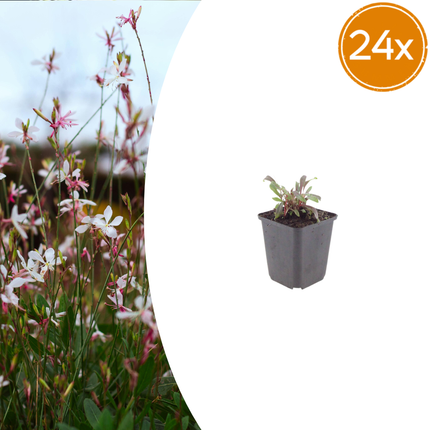 Prachtkaars - Gaura lindheimeri 'Siskiyou Pink' - ↕10-25cm - Ø9cm - 24x