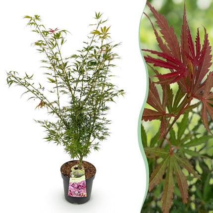 Acer palmatum Jerre Swarts - Japanse Esdoorn - Oranje-Rood - ↕90cm - Ø26cm