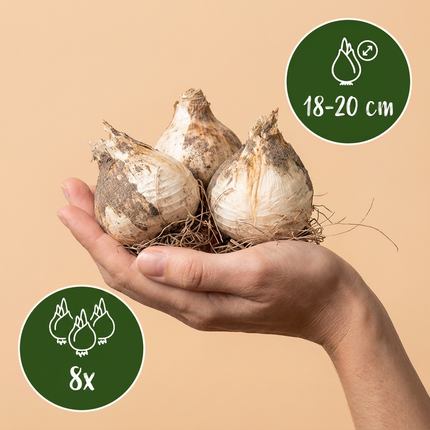 8x Allium Pinball Wizard - Bloembollen - Sierui Tovenaarsknikker - Paars - Zomerbloeier - Bolmaat 18/20