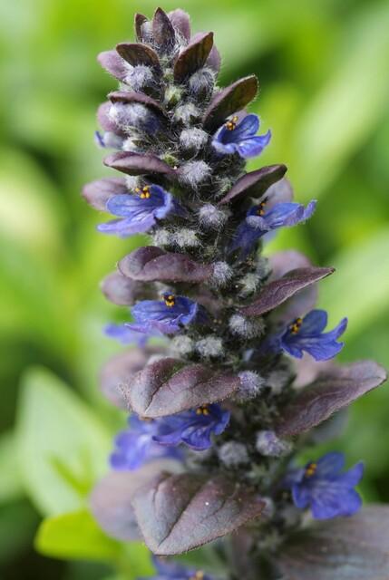 Ajuga reptans 'Catlin's Giant' - Kruipend Zenegroen - ↕10-25cm - Ø9cm - 12x