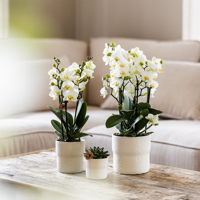 Kolibri Home | Rustic sierpot - White - Ø9cm